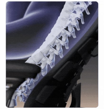 LiberNovo Omni Gen backrest animation: X-ray spine with the flexible backrest tracing its curve